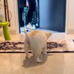 パパたちが帰宅すると、目が見えない犬が玄関で…涙が止まらない『一生懸命お出迎えをする光景』が4万再生「泣いちゃう」「後ろ姿が尊い」と反響(ブログ)