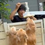 大型犬3頭が『流しそうめん』に挑戦した結果…まさかの『ハチャメチャすぎる光景』に爆笑続々「勢いすごいｗ」「ちょっとした滝行」と5万再生(ブログ)