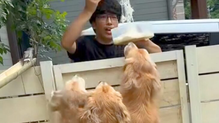 大型犬3頭が『流しそうめん』に挑戦した結果…まさかの『ハチャメチャすぎる光景』に爆笑続々「勢いすごいｗ」「ちょっとした滝行」と5万再生(ブログ)