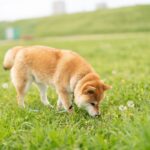 犬には大好きな『におい』がある？　好みやすい3つの香りから嗅いでいるときの注意点まで(ブログ)