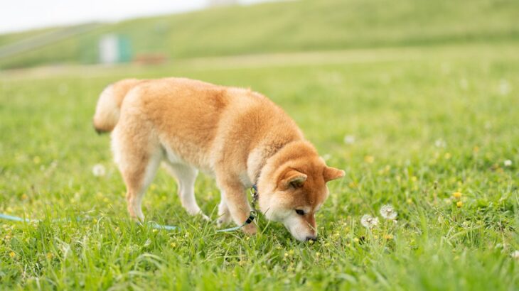 犬には大好きな『におい』がある？　好みやすい3つの香りから嗅いでいるときの注意点まで(ブログ)