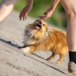 犬に『吠えられがちな人』の共通点5つ　警戒されてしまう原因や仲良くなるための秘訣をご紹介(ブログ)