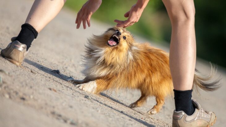 犬に『吠えられがちな人』の共通点5つ　警戒されてしまう原因や仲良くなるための秘訣をご紹介(ブログ)