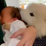 赤ちゃんに困惑していた大型犬→少しずつ距離が縮まって…1年後、思わず泣ける光景が84万再生「優しいお兄ちゃん」「素敵な関係」と感動の声(ブログ)