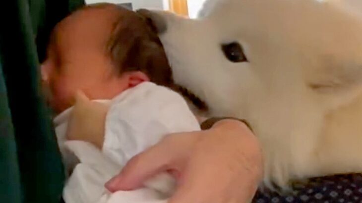 赤ちゃんに困惑していた大型犬→少しずつ距離が縮まって…1年後、思わず泣ける光景が84万再生「優しいお兄ちゃん」「素敵な関係」と感動の声(ブログ)