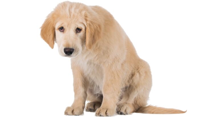 犬の『プライド』を傷つける絶対NG行為5選　愛犬の自尊心が低下してしまうとどうなるの？(ブログ)