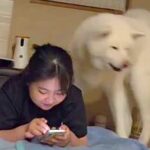 女の子に寝床を取られた秋田犬→どうしても取り返したくて…あまりにも愛おしい『控えめな抗議』が211万再生「ピーピー可愛すぎｗ」「優しい」(ブログ)