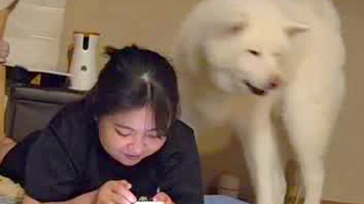 女の子に寝床を取られた秋田犬→どうしても取り返したくて…あまりにも愛おしい『控えめな抗議』が211万再生「ピーピー可愛すぎｗ」「優しい」(ブログ)