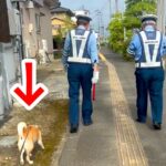 交通指導隊員をするお父さん→朝の散歩で犬が着いていった結果…思わず癒される『尊いやり取り』が34万再生「犬のお巡りさん」「可愛い」と反響(ブログ)