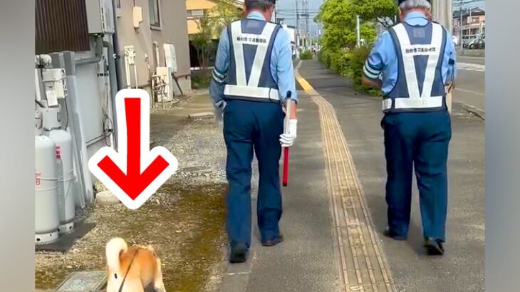 交通指導隊員をするお父さん→朝の散歩で犬が着いていった結果…思わず癒される『尊いやり取り』が34万再生「犬のお巡りさん」「可愛い」と反響(ブログ)