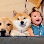 1歳の女の子が『謎の遊びを始めた』結果→そばにいた2匹の犬が…あまりにも優しい行動が36万再生「本当の兄妹みたい」「みんな可愛い」の声(ブログ)