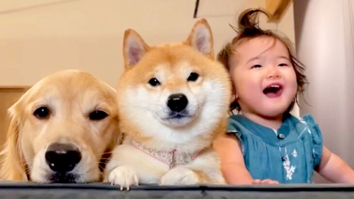 1歳の女の子が『謎の遊びを始めた』結果→そばにいた2匹の犬が…あまりにも優しい行動が36万再生「本当の兄妹みたい」「みんな可愛い」の声(ブログ)