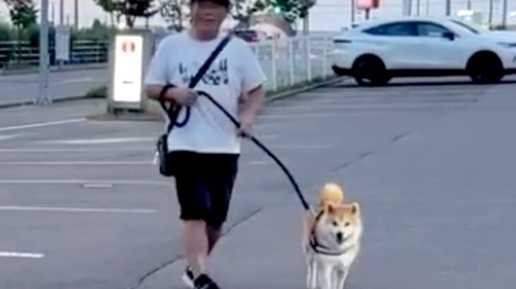 『犬が動かなくなった』とパパから電話→車で迎えに行った結果…思っていたのと違う『まさかの光景』が211万再生「めっちゃニコニコで草」(ブログ)