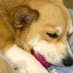 大好きなお兄ちゃんから『おもちゃを買ってもらった犬』…思わず涙が出てくる『尊すぎる光景』が31万表示「健気で感動」「ステキなお話」と絶賛(ブログ)