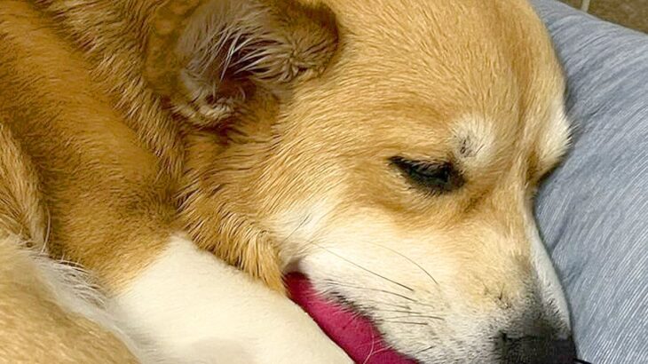 大好きなお兄ちゃんから『おもちゃを買ってもらった犬』…思わず涙が出てくる『尊すぎる光景』が31万表示「健気で感動」「ステキなお話」と絶賛(ブログ)