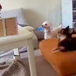 部屋で走り回っていた２匹の犬→突然『亡くなった犬の写真』を見つめて…涙あふれる『まさかの光景』が14万再生「明らかにいる」「触ってるね」(ブログ)
