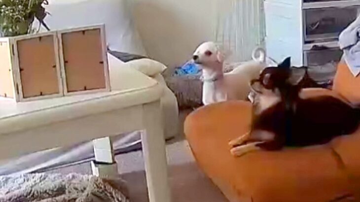 部屋で走り回っていた２匹の犬→突然『亡くなった犬の写真』を見つめて…涙あふれる『まさかの光景』が14万再生「明らかにいる」「触ってるね」(ブログ)