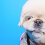 『犬のプリクラ証明写真』を撮影した結果…理想とは程遠い『現実を突きつけられる光景』が102万表示「全部かわいいｗ」「頑張ってて草」と絶賛(ブログ)