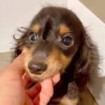 重度の水頭症で『1歳まで生きるのは難しい』と言われた子犬…涙あふれる『ひたむきに生きる姿』に反響「心からおめでとう」「とても幸せそう」(ブログ)