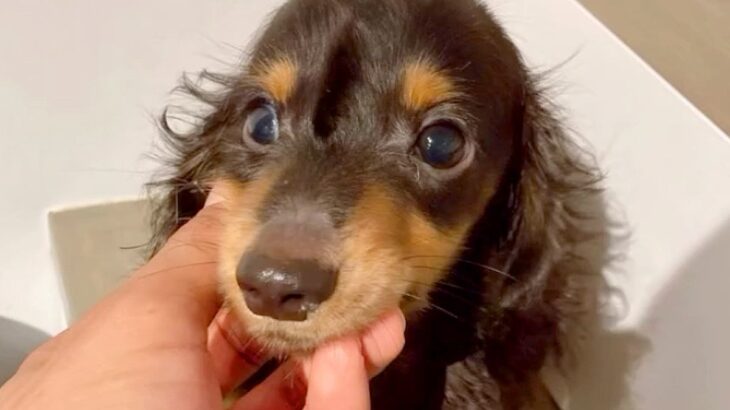 重度の水頭症で『1歳まで生きるのは難しい』と言われた子犬…涙あふれる『ひたむきに生きる姿』に反響「心からおめでとう」「とても幸せそう」(ブログ)