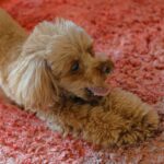 犬が『寝起き』にみせる仕草や行動4選　愛犬が寝ぼけているときの注意点や飼い主がすべき配慮まで(ブログ)