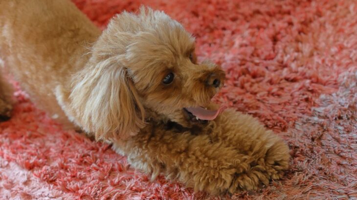 犬が『寝起き』にみせる仕草や行動4選　愛犬が寝ぼけているときの注意点や飼い主がすべき配慮まで(ブログ)