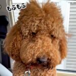 『え、どなた？』モフモフの大型犬がトリミングに行ったら…衝撃の『完全に別犬なビフォーアフター』が56万再生「本当に同じ子？」「お上品ｗ」(ブログ)
