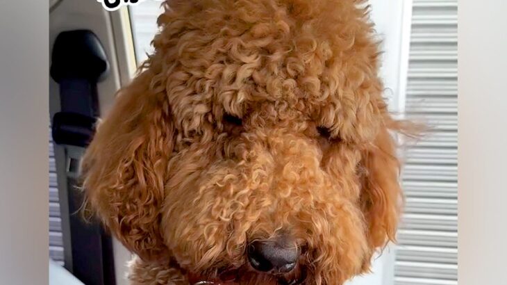 『え、どなた？』モフモフの大型犬がトリミングに行ったら…衝撃の『完全に別犬なビフォーアフター』が56万再生「本当に同じ子？」「お上品ｗ」(ブログ)