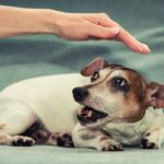 『犬に懐いてもらえない人』に共通する5つの特徴　気に入られるコツから避けるべきNG行動まで(ブログ)