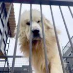 『いらないから、持っていって』衝撃的な”名前もない超大型犬”との出会い…涙が止まらない『現在の光景』が304万再生「素敵な方」「泣いた」(ブログ)