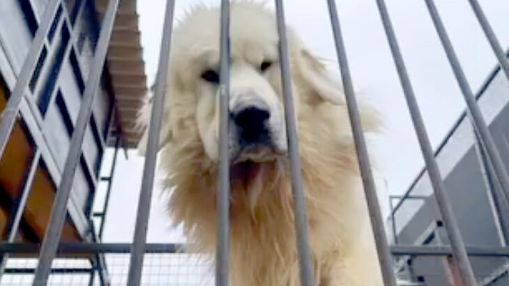 『いらないから、持っていって』衝撃的な”名前もない超大型犬”との出会い…涙が止まらない『現在の光景』が304万再生「素敵な方」「泣いた」(ブログ)