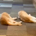 呼びかけに反応がないおじいちゃん犬→耳はほとんど聞こえていないはずが、声をかけると…『尊すぎる行動』に感動「愛おしい」「長生きしてね」(ブログ)