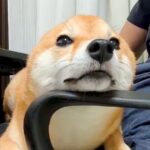 膝の上でくつろぐ犬→突然ぴょこん！まさかの『耳が生え変わる瞬間の光景』に悶絶「想像以上の速さだったｗ」「ウサギが犬になった」と2万いいね(ブログ)