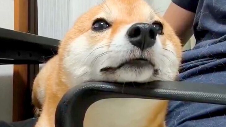 膝の上でくつろぐ犬→突然ぴょこん！まさかの『耳が生え変わる瞬間の光景』に悶絶「想像以上の速さだったｗ」「ウサギが犬になった」と2万いいね(ブログ)