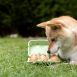 犬が食べると危険な『生モノ』5選　絶対与えてはいけない理由や誤食したときの症状まで(ブログ)