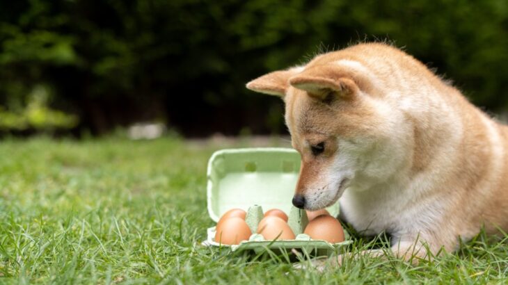 犬が食べると危険な『生モノ』5選　絶対与えてはいけない理由や誤食したときの症状まで(ブログ)