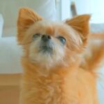 『今からおいじちゃんとおばあちゃんが来るよ』と犬に伝えた結果…想像を超えた『尊すぎる反応』が話題「本当に嬉しそう」「しっぽちぎれちゃう」(ブログ)