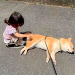 1歳の女の子と犬が散歩をしていたら、突然『拒否犬モード』になってしまい…まさかの光景が77万再生「ツンツン可愛い」「お手上げｗ」と反響(ブログ)