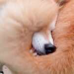 何気なく『庭で遊ぶ犬を撮影した』結果→「どうなってるのｗｗ」「目の錯覚がｗ」もはや謎の生物にしか見えない『衝撃の光景』に2万いいね集まる(ブログ)