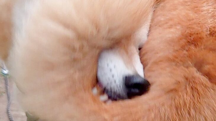 何気なく『庭で遊ぶ犬を撮影した』結果→「どうなってるのｗｗ」「目の錯覚がｗ」もはや謎の生物にしか見えない『衝撃の光景』に2万いいね集まる(ブログ)