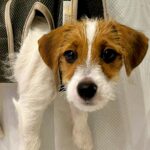 爪切りするため、子犬を宙づりにした結果→『大笑いしてごめん…』あまりにもシュールな光景が140万表示「笑ったｗ」「うちもやります」と反響(ブログ)