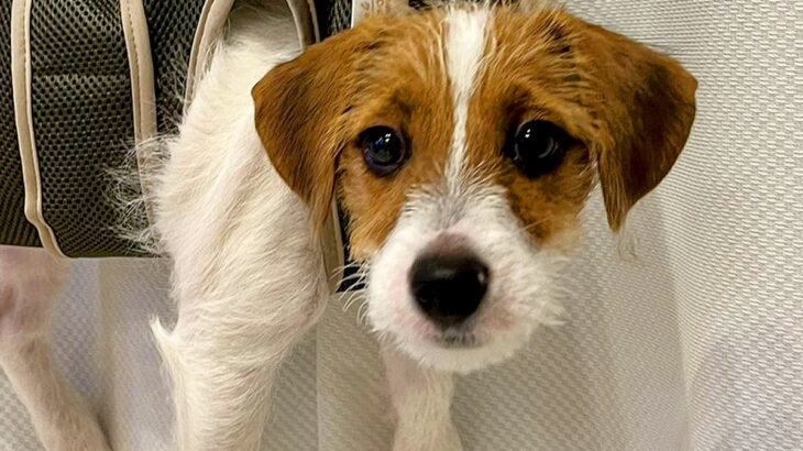 爪切りするため、子犬を宙づりにした結果→『大笑いしてごめん…』あまりにもシュールな光景が140万表示「笑ったｗ」「うちもやります」と反響(ブログ)