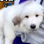 『こんなに小さかった赤ちゃん犬が…』1年後→同じ犬とは思えない『衝撃のビフォーアフター』が422万再生「蹴り倒すの草」「ワロタ」と絶賛(ブログ)
