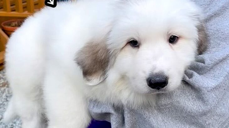 『こんなに小さかった赤ちゃん犬が…』1年後→同じ犬とは思えない『衝撃のビフォーアフター』が422万再生「蹴り倒すの草」「ワロタ」と絶賛(ブログ)