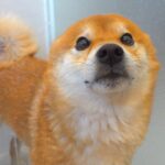 お風呂が苦手な犬にシャワーをあてた結果→文句が止まらず…まさかの『犬語での抗議』が可愛すぎると165万再生「アザラシみたいｗ」と反響(ブログ)