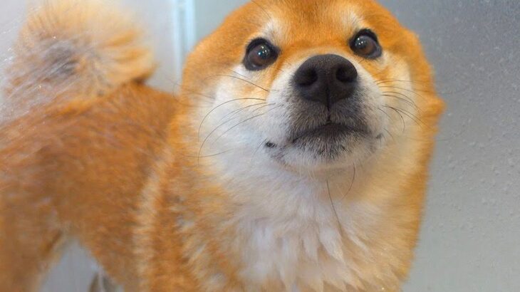 お風呂が苦手な犬にシャワーをあてた結果→文句が止まらず…まさかの『犬語での抗議』が可愛すぎると165万再生「アザラシみたいｗ」と反響(ブログ)