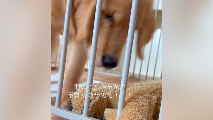 ぬいぐるみと手をつないでいたら、大型犬が寄ってきて…嫉妬で見せた『まさかの行動』が68万再生「人間味ありすぎ」「大好きなんだね」と反響(ブログ)