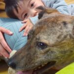 小さな男の子が『雷に怯え震えている元猟犬』を心配して…涙が出るほど尊い『一生懸命な光景』に感動「すてきな家族」「健気で優しい」と反響(ブログ)