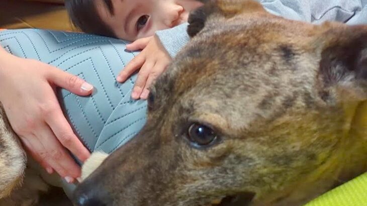 小さな男の子が『雷に怯え震えている元猟犬』を心配して…涙が出るほど尊い『一生懸命な光景』に感動「すてきな家族」「健気で優しい」と反響(ブログ)