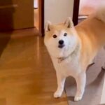 『まだ帰ってきていない』と思っていたお姉ちゃんが家にいたら、犬が…想定外の展開で見せた『尊い反応』が34万再生「表情最高」「可愛すぎる」(ブログ)
